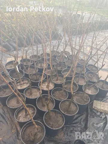 Ядлив кестен