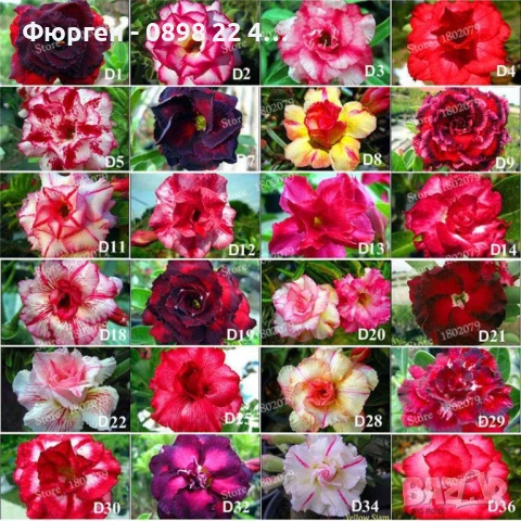 ПУСТИННА РОЗА - АДЕНИУМ, снимка 6 - Разсади - 51116571