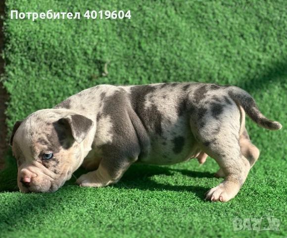 Американско були покет мерле, снимка 14 - Други - 52792170