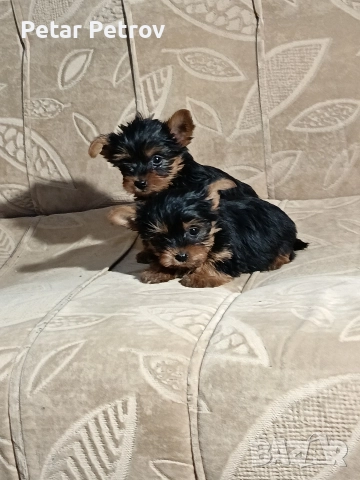 Йоркширски териер , снимка 4 - Йоркширски териер - 52983966