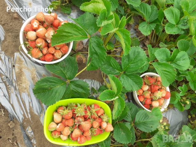 Продавам парцел в регулация и зем. земя в с. Враниловци., снимка 12 - Парцели - 51936556