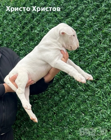 Бултериер , снимка 2 - Бултериер - 52897377