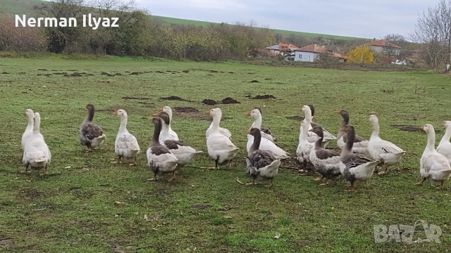 Продавам 22 броя млади селски гъски, снимка 2 - Патици и гъски - 52424641