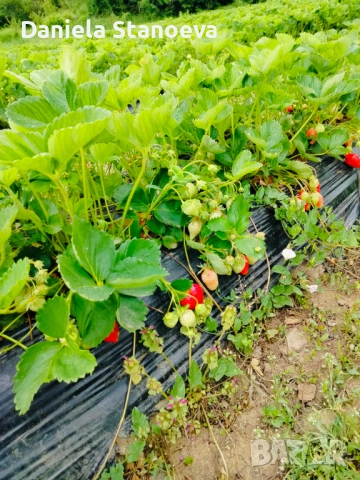 Разсад ягоди  , снимка 7 - Разсади - 53576923