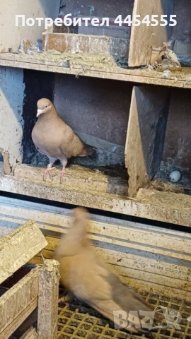 Гълъби 30 броя, снимка 6 - Гълъби - 52369901