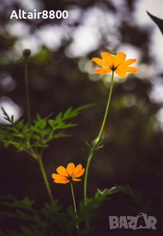 Nikon AF-S 55-200mm f/4-5.6G ED VR обектив Никон, снимка 12 - Обективи и филтри - 53014652