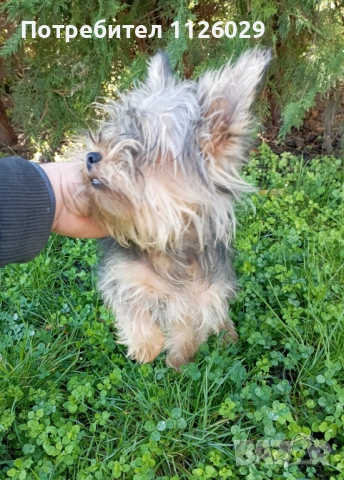 Йорки момче на 8 месеца , снимка 2 - Йоркширски териер - 52624591