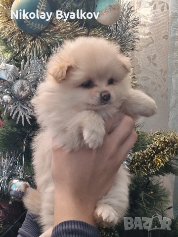 продавам кученца шпиц померан всичко им е дадено пасти за обезпаразитяването ,ваксина , паспорти 