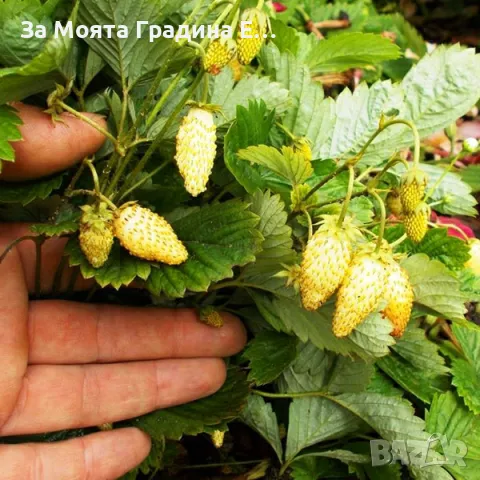 Жълта горска Ягода 🍓, снимка 3 - Разсади - 49491757