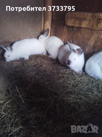 Калифорнийчета, снимка 9 - Други - 52656232