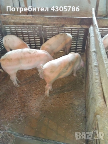 Малки прасета, снимка 5 - Прасета - 49519207