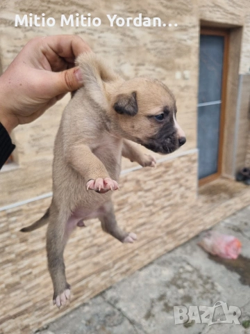 Продавам малки Американски питбула по на 30 дена, снимка 2 - Питбул - 53472374