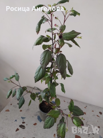 Пъстролистен хибискус , снимка 3 - Стайни растения - 52615277