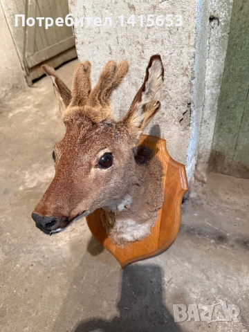 Продавам препариран сръндак, снимка 2 - Антикварни и старинни предмети - 52931116