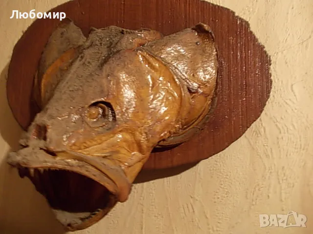 Стар риболовен трофей, снимка 5 - Антикварни и старинни предмети - 49878442