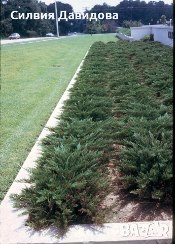 Юниперус , снимка 13 - Градински цветя и растения - 52770817