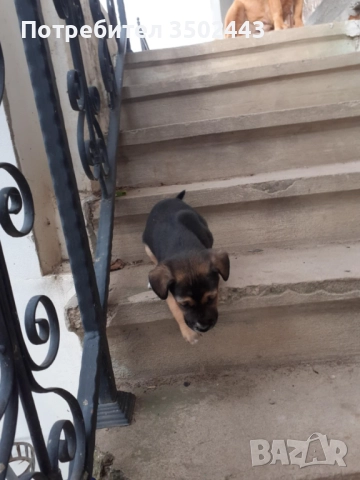 Подарявам малко красиво кученце, снимка 3 - Други - 52495606