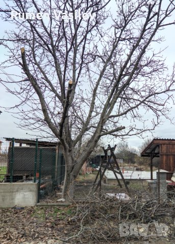 Услуги с телескопична кастрачка, трион, резачка, снимка 3 - Други услуги - 43807140