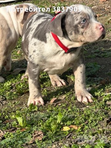 Американско були покет , снимка 2 - Американски стафордширски териер - 52502616
