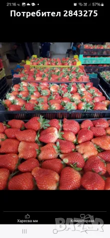 Разсад ягоди , снимка 2 - Сортови семена и луковици - 49684298