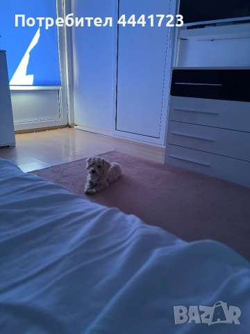 Куче Малтипу на 3 месеца , снимка 1