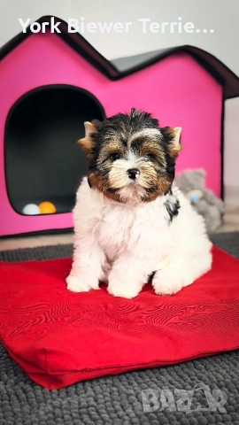 Йорки, момчета и момичета с родословие- добри приятели за деца и възрастни! Доставка , снимка 2 - Йоркширски териер - 52935376