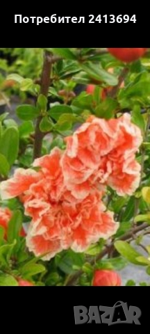 нар -ядлив с кичести пъстри цветове punica granatum Lingerie , снимка 3 - Градински цветя и растения - 52896816