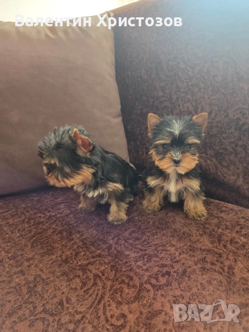 йоркширски териер йорки мини, снимка 3 - Йоркширски териер - 53497507