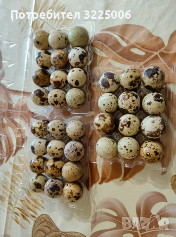 Пъдпъдъчи яйца