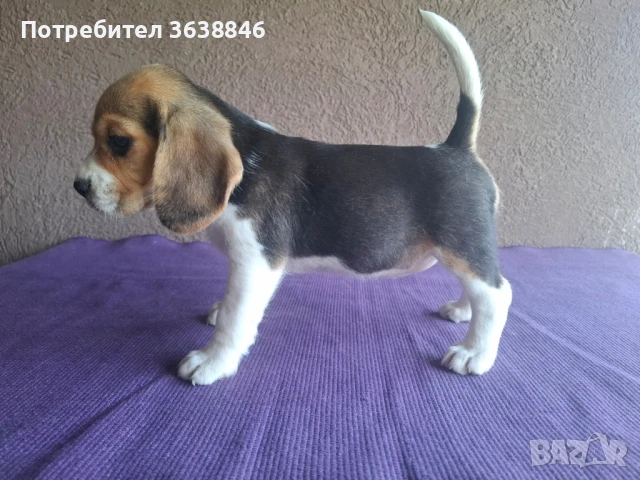 Бигъл, снимка 7 - Бигъл - 50757343