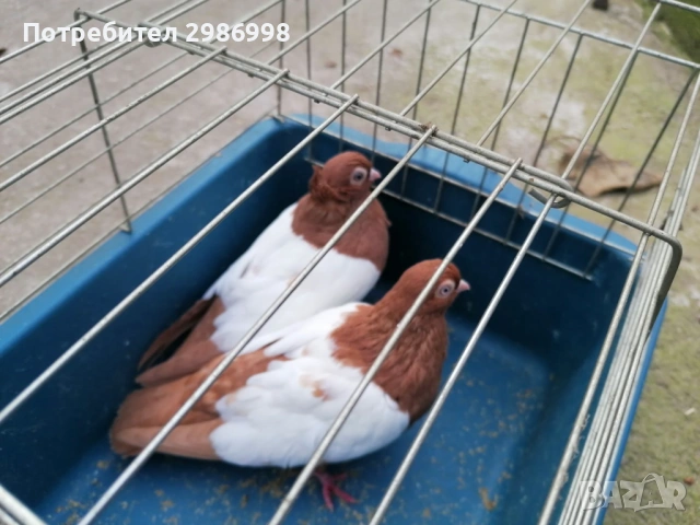 Гълъби бирмани, снимка 2 - Гълъби - 53086074