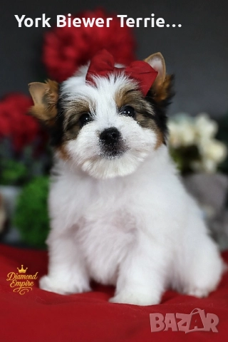 Йоркширски Териер! Момчета и момичета -най-добри приятели за семейство!, снимка 2 - Йоркширски териер - 52890182