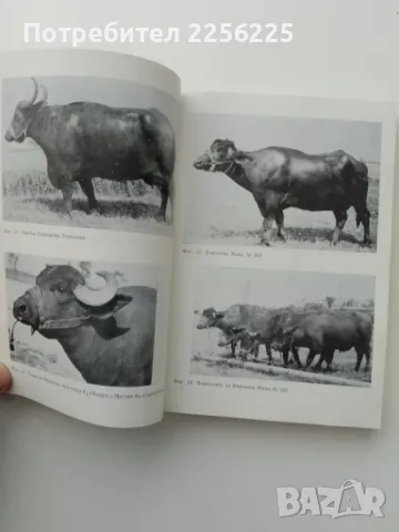 Биволи, снимка 4 - Специализирана литература - 49616451
