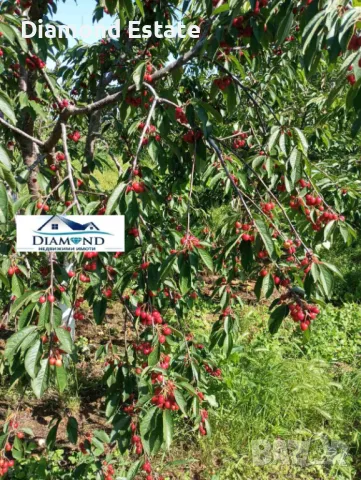 Овощна градина в село Крепост обл. Хасково, снимка 2 - Земеделска земя - 49401487