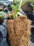 Разсад .Ягоди и малини, снимка 3