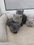 Британски Котета , снимка 5
