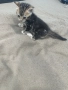 Бенгалски котенца, снимка 7