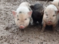 Виетнамски прасета, снимка 14