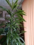 продавам драцени за офис и дом с височина до 2.70м, снимка 3