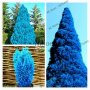100 бр. семена кипарис синя елха бор сини иглолистни кипарисови дървета бонсай екзотични за градина , снимка 13