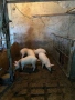 Продаваме малки прасенца, снимка 2
