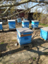 Продавам пчелни семейства в Дадан-Блатови кошери , снимка 1 - Други животни - 44880343