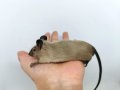 Сиамски мишки Siamese Sable , снимка 6
