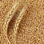качествена пшеница, снимка 2