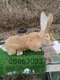 Продавам зайци великани, снимка 7