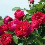 🌹РОЗА 🌹Gpt Red Eden Rose® (Eric Tabarly®) 🌹, снимка 2
