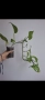 Епипремнум, epipremnum Marble Green, снимка 3
