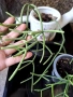 Рипсалис, rhipsalis grandiflora, снимка 1