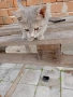 Малко коте търси дом!, снимка 1