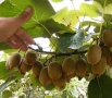 Киви Голд-Златно киви, снимка 3